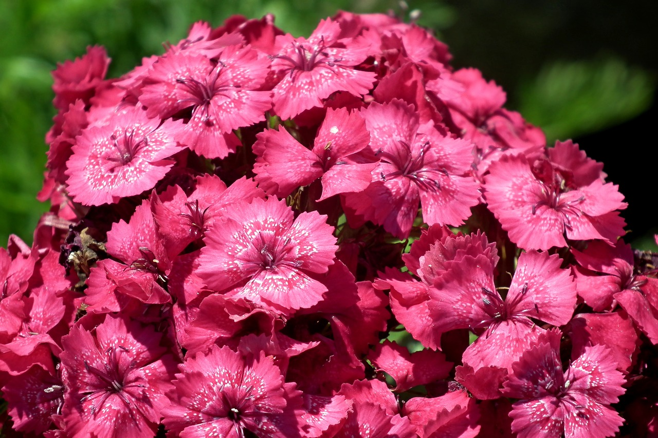 flower  gożdzik stone  pink free photo