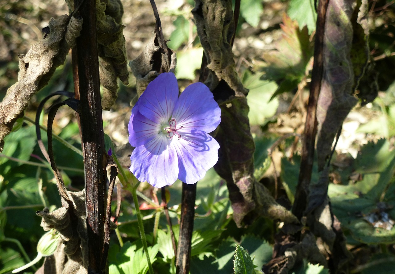 flower  blossom  bloom free photo