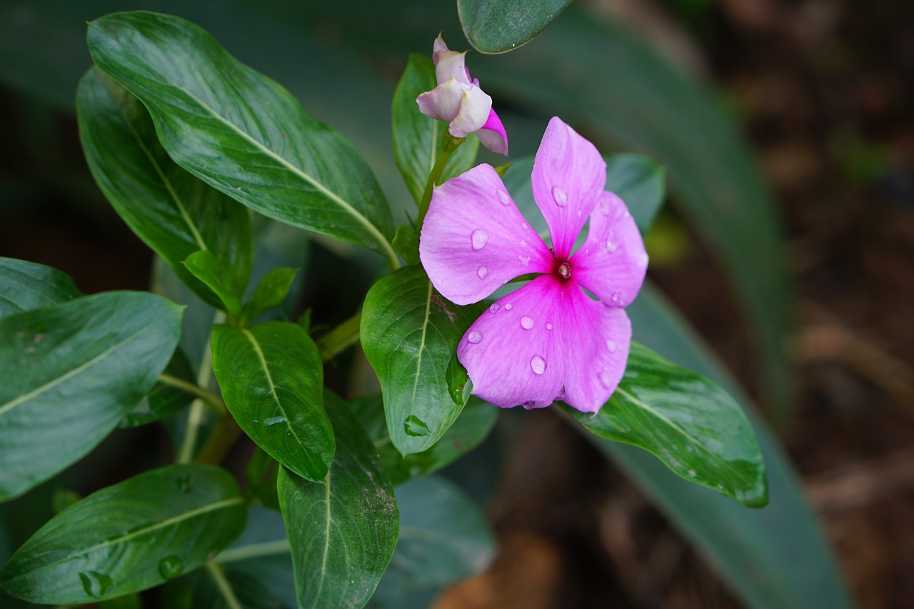 flower  coconut water  the leaves free photo