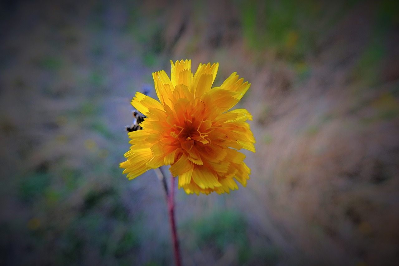 flower  nature  beauty free photo