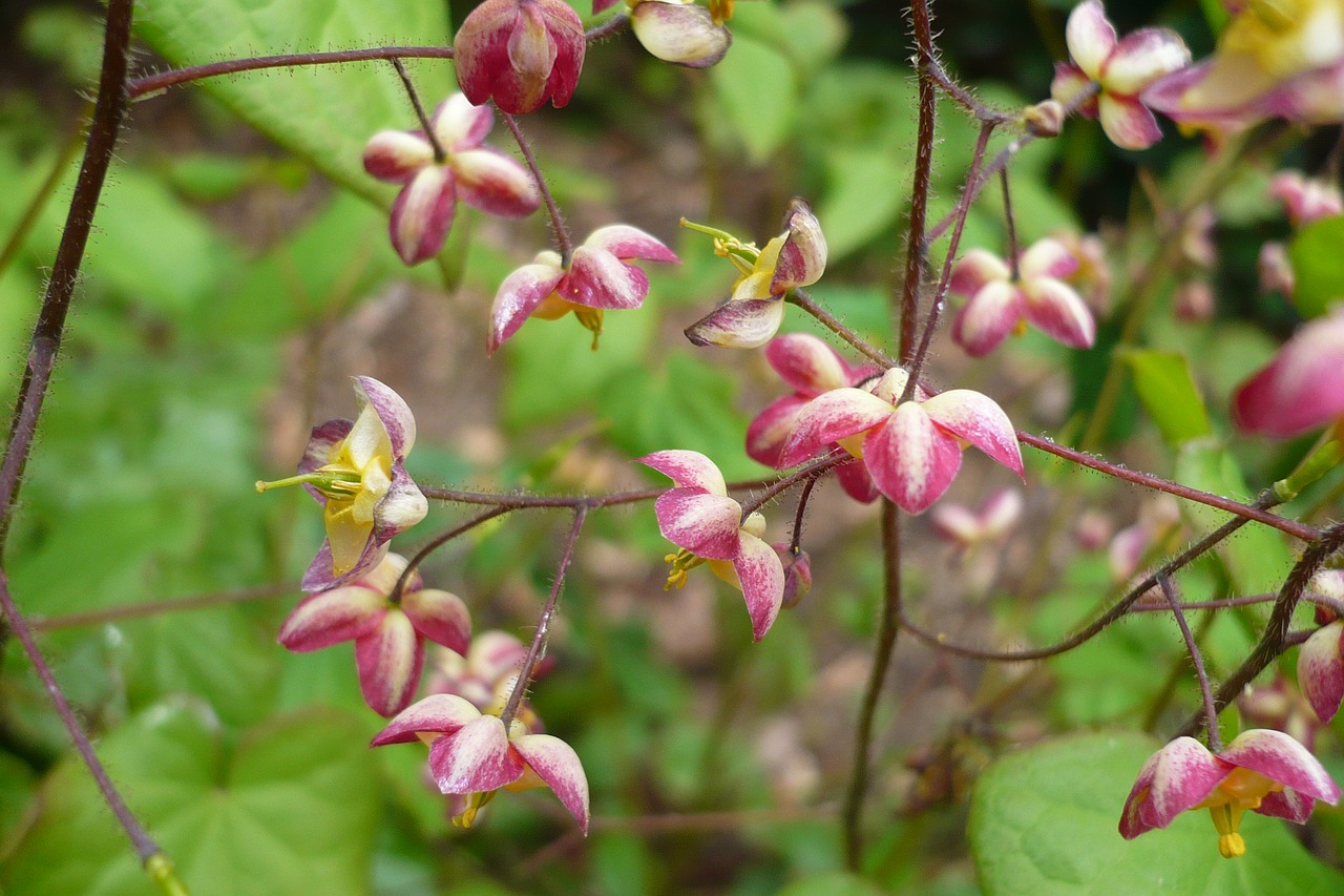 flower  green  hike free photo