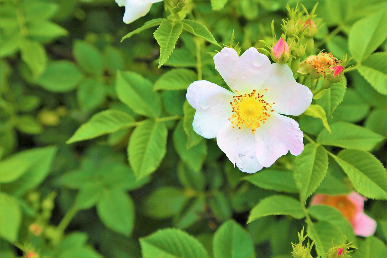 flower  plant  nature free photo