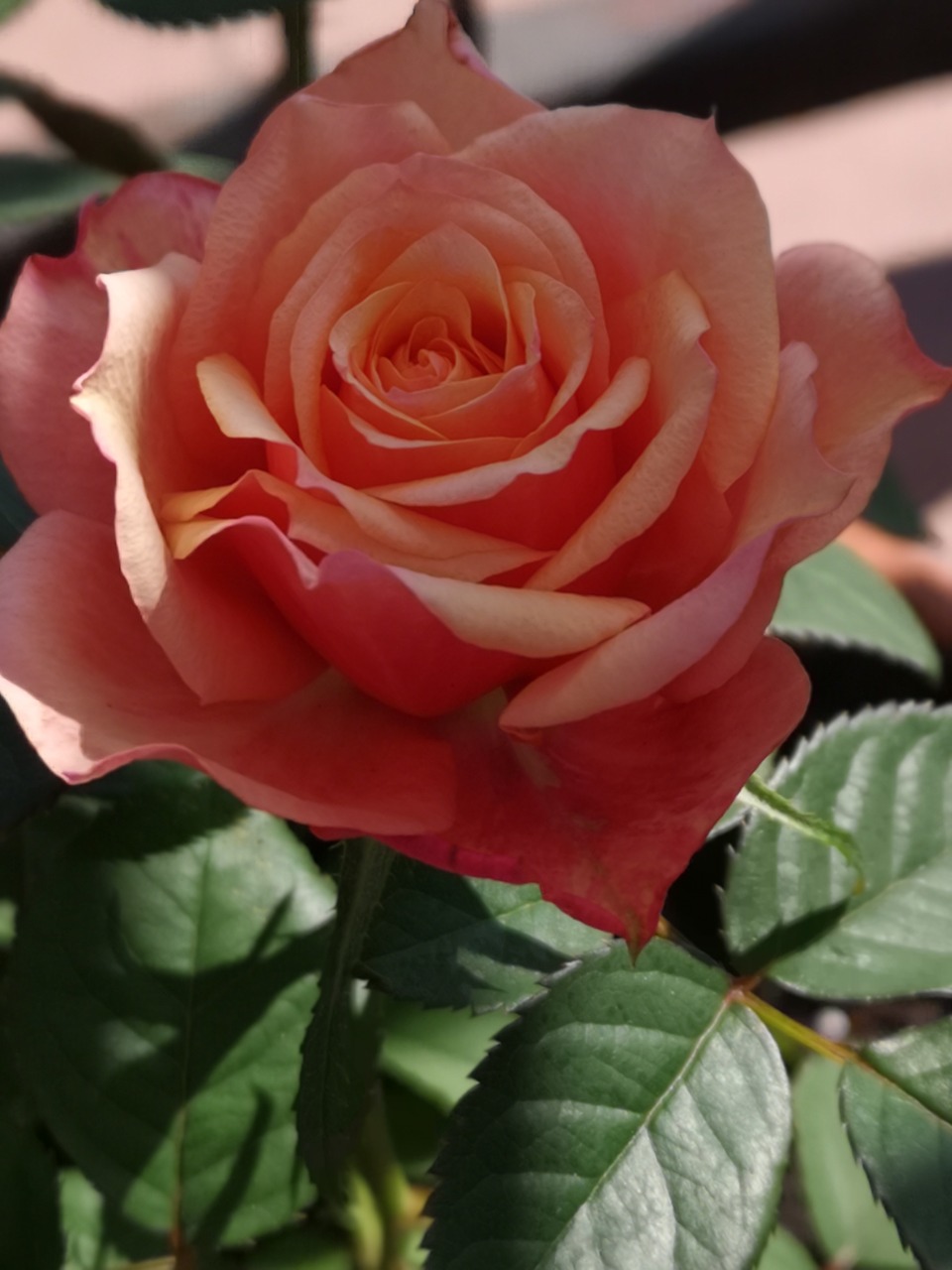 flower  rose  nature free photo