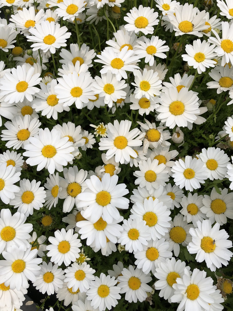 flower  white  yellow free photo