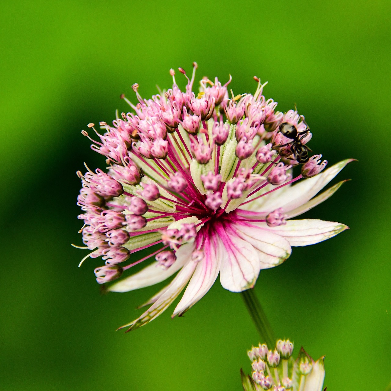 flower  nature  garden free photo