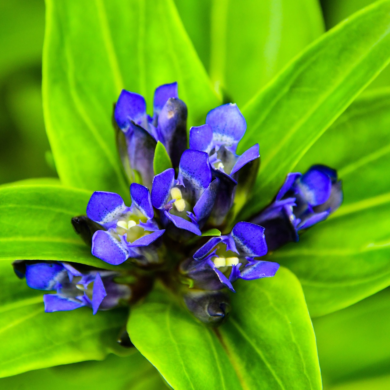 flower  nature  garden free photo