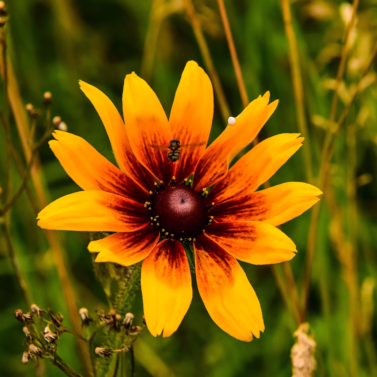 flower  nature  garden free photo