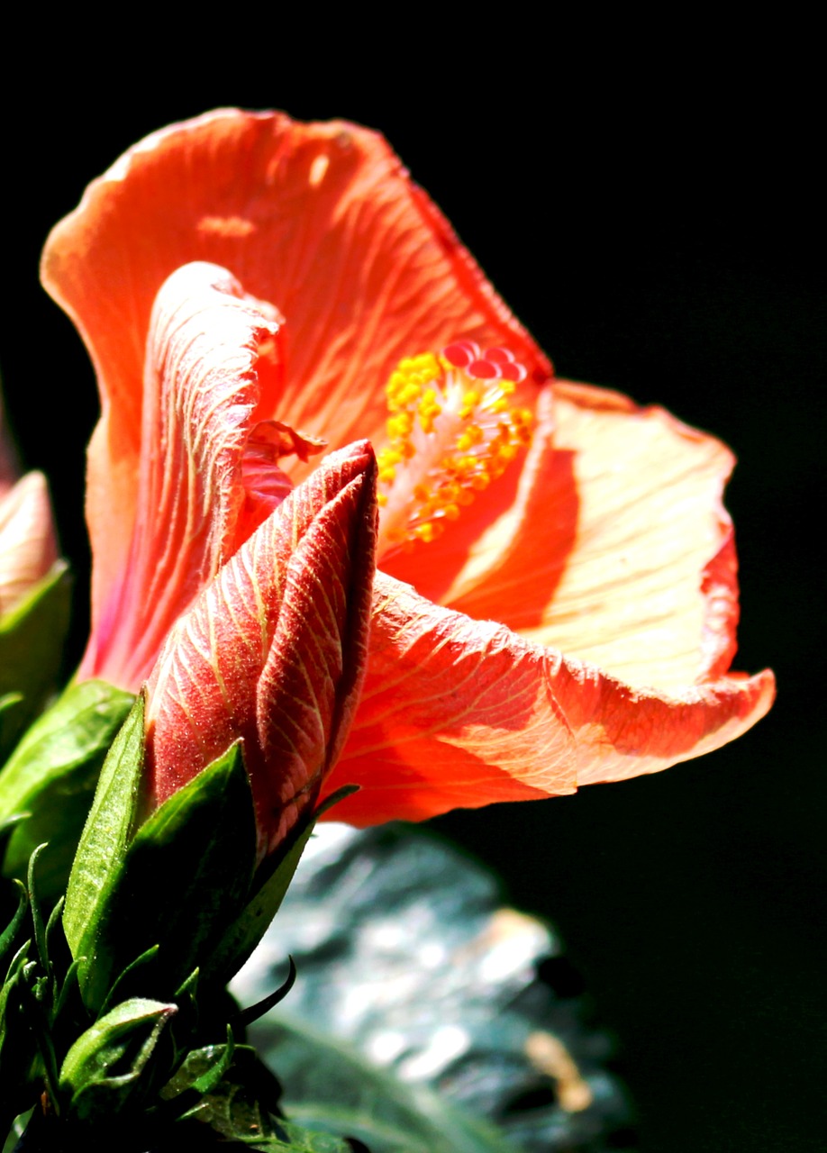 flower flowers hibiscus free photo
