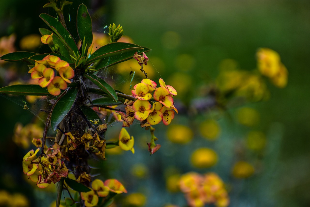 flower  small  yellow free photo