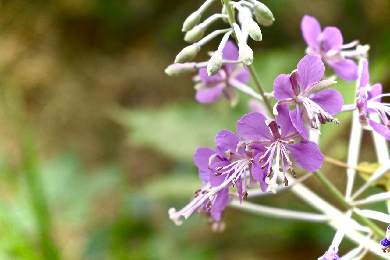 flower  green  purple free photo