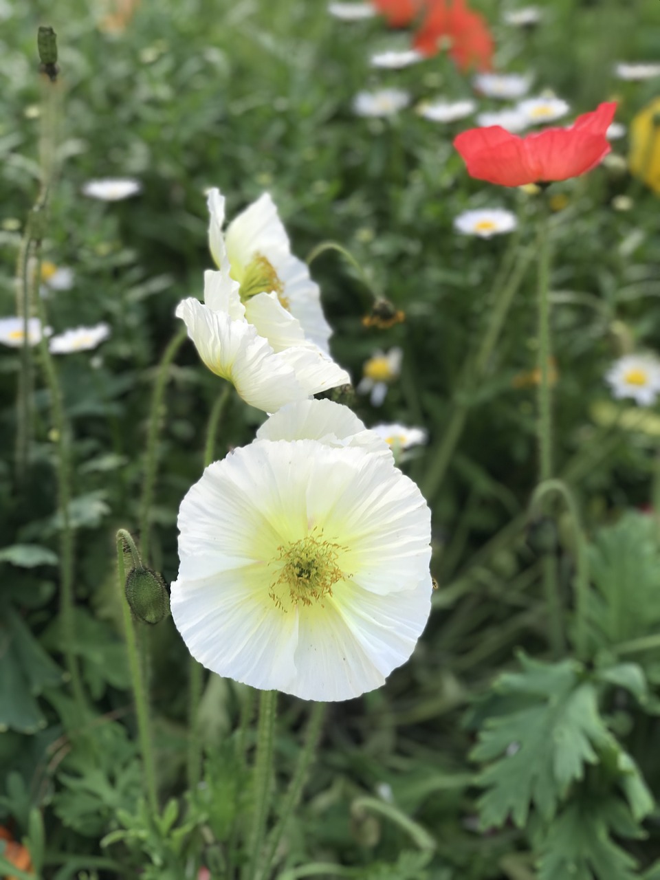 flower  white  flora free photo