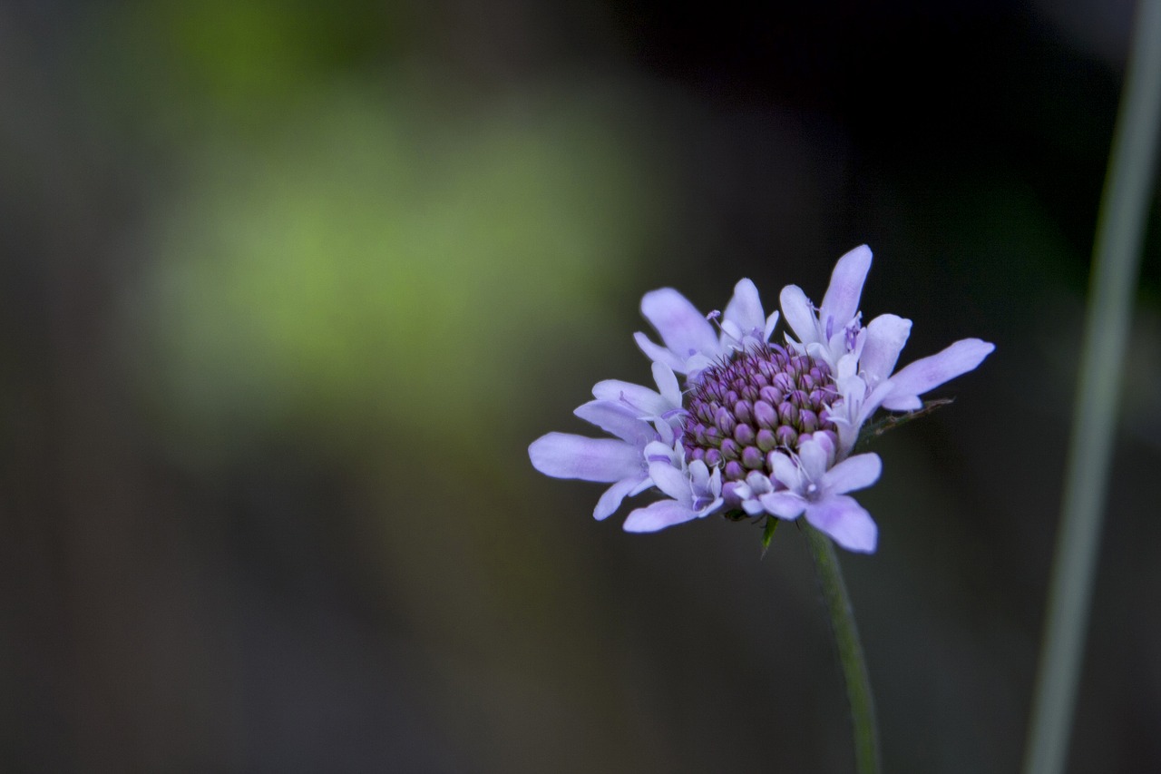 flower  nature  plant free photo