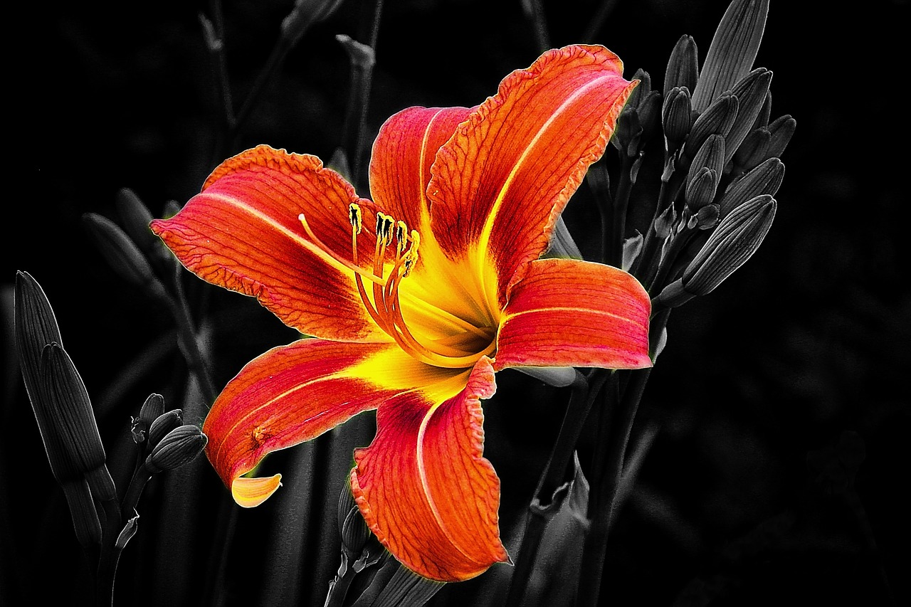 flower  lily  selective color free photo