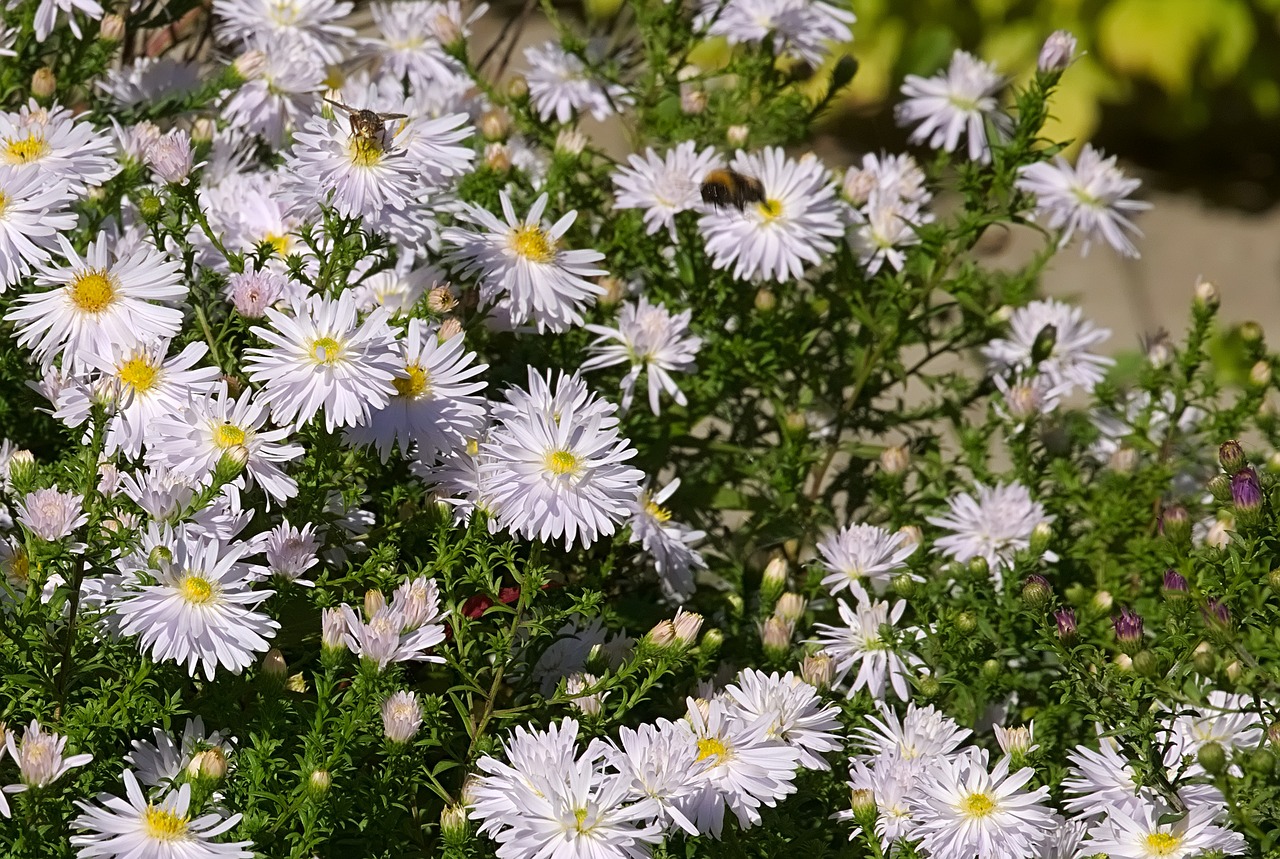 flower  white  flowers free photo