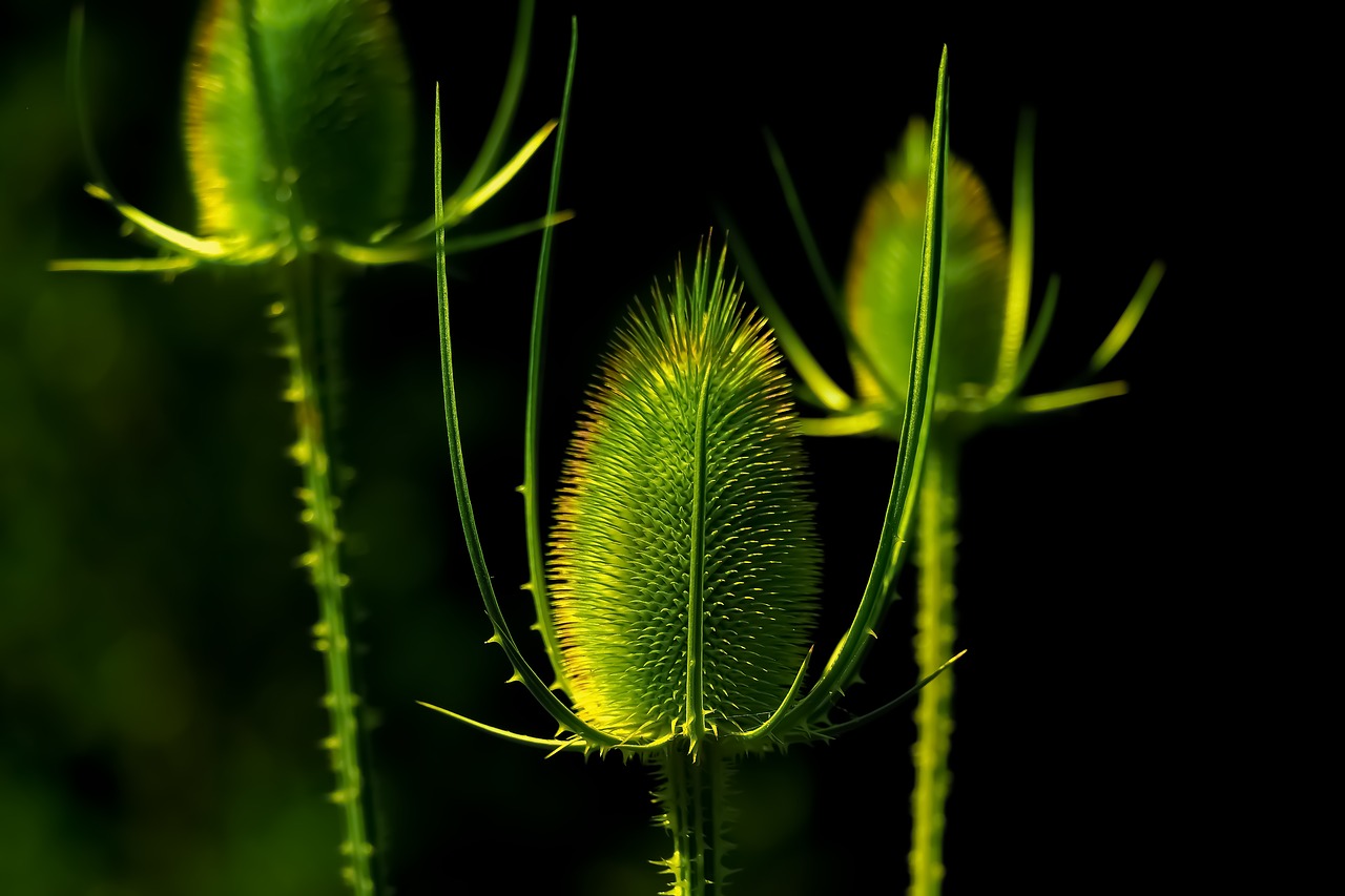 flower  plant  macro free photo