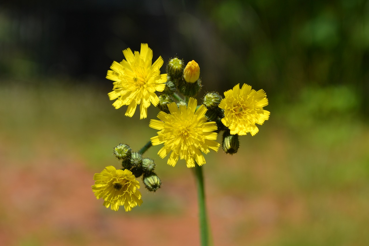 flower  yellow  summer free photo