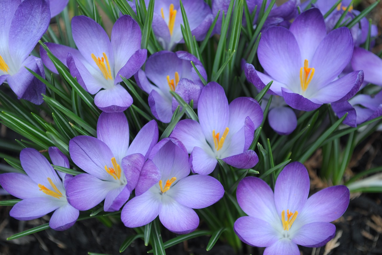 flower  purple  spring free photo