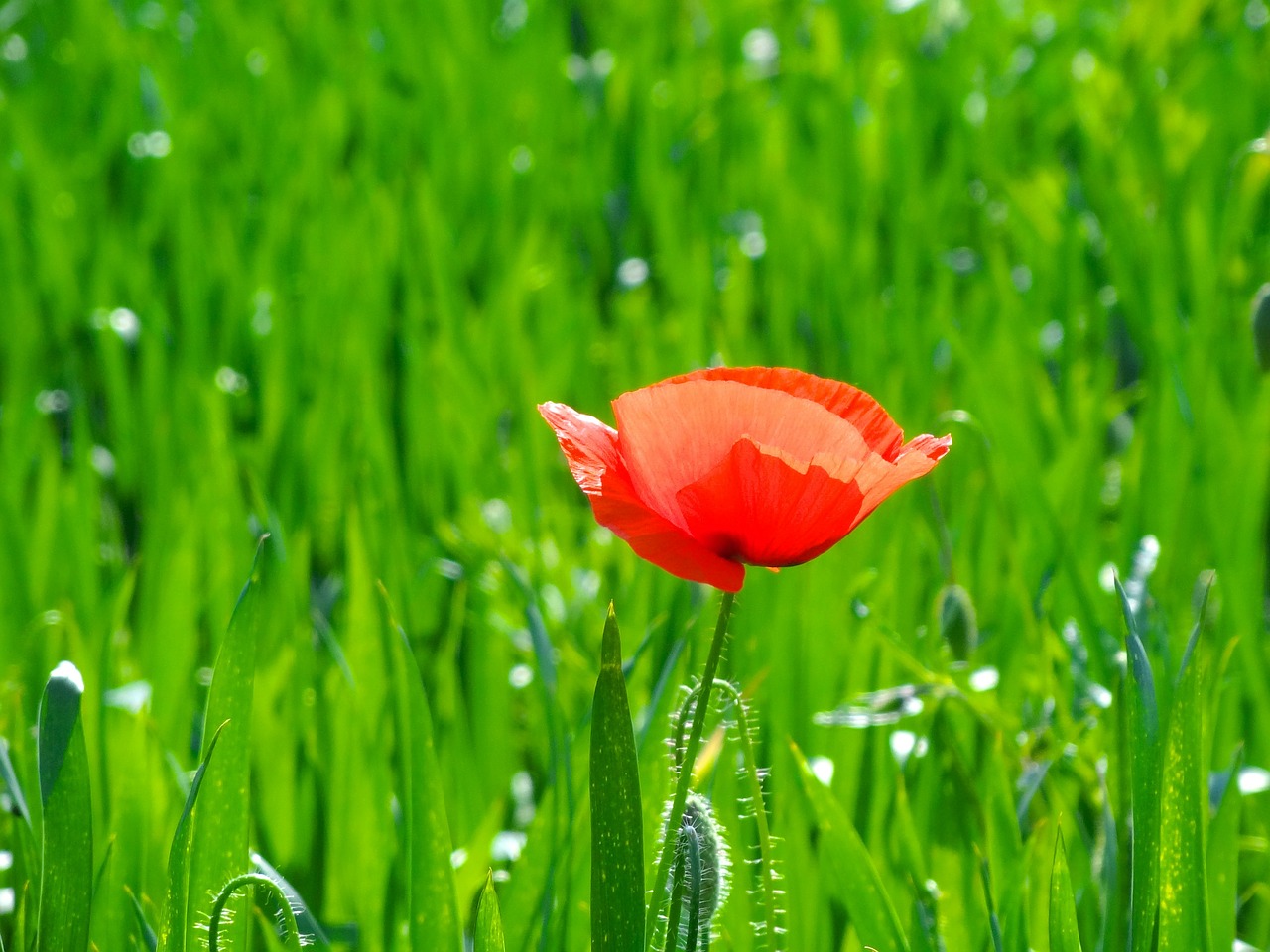 flower red poppy free photo