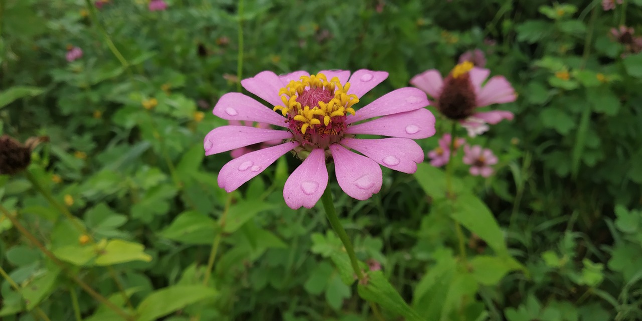 flower  zenia  forest flower free photo