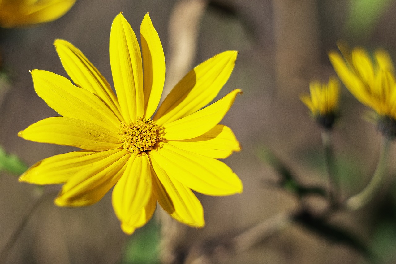 flower  nature  yellow free photo