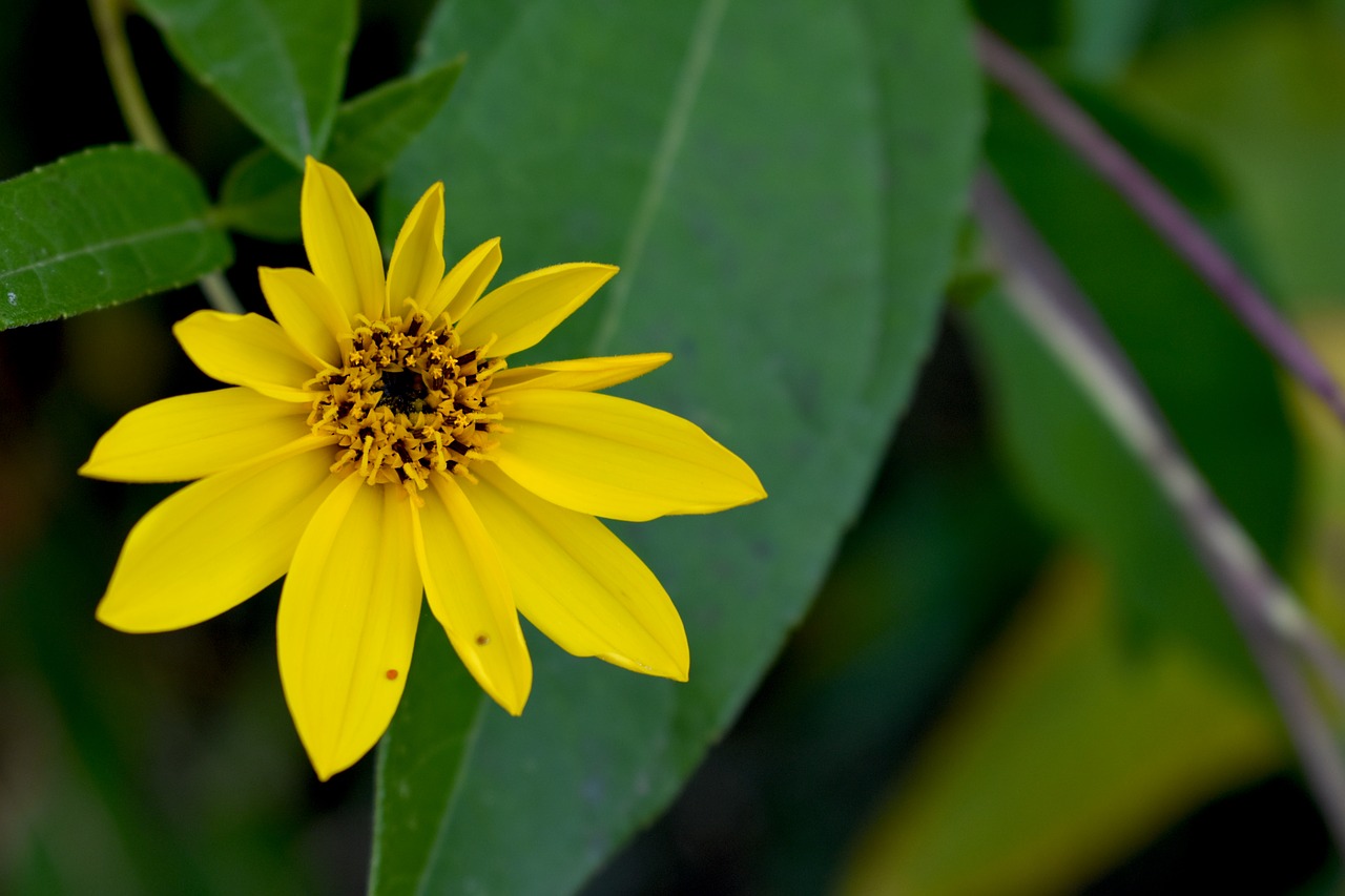 flower  yellow  nature free photo