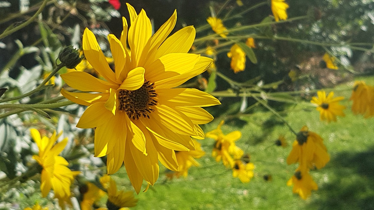 flower  yellow  nature free photo