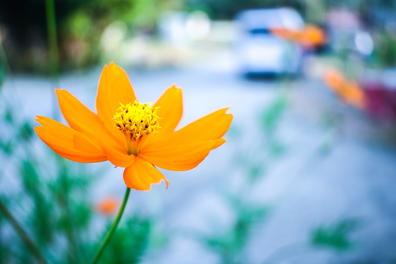 flower  bokeh  bloom free photo