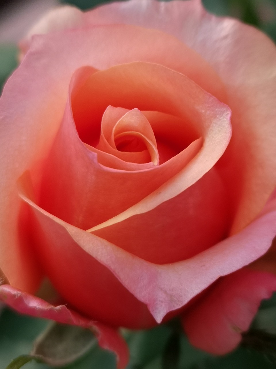 flower  rose  bud free photo