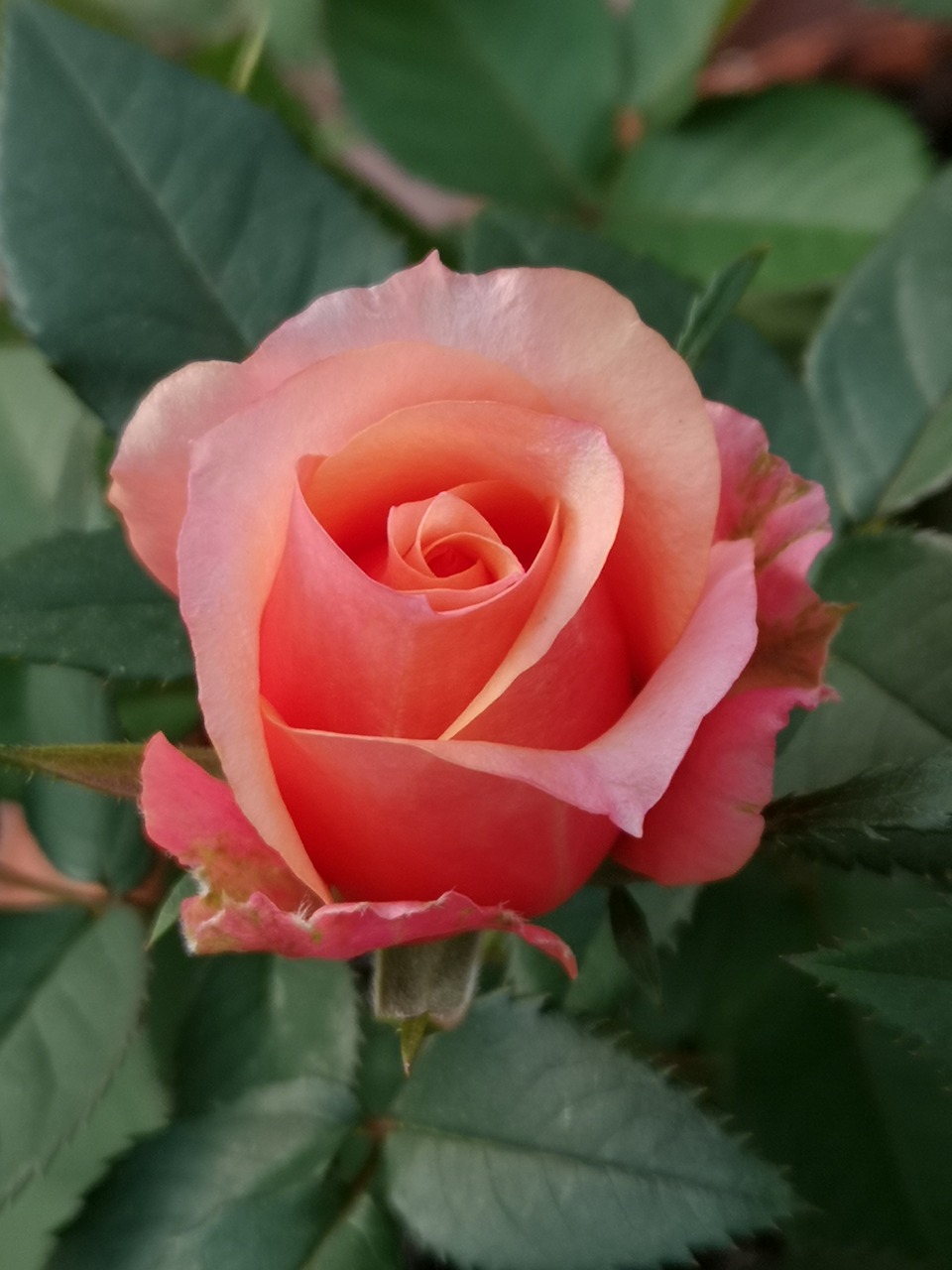 flower  rose  bud free photo