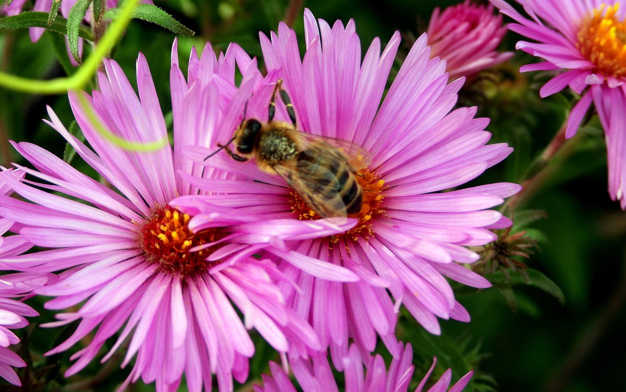 flower  violet  bee free photo