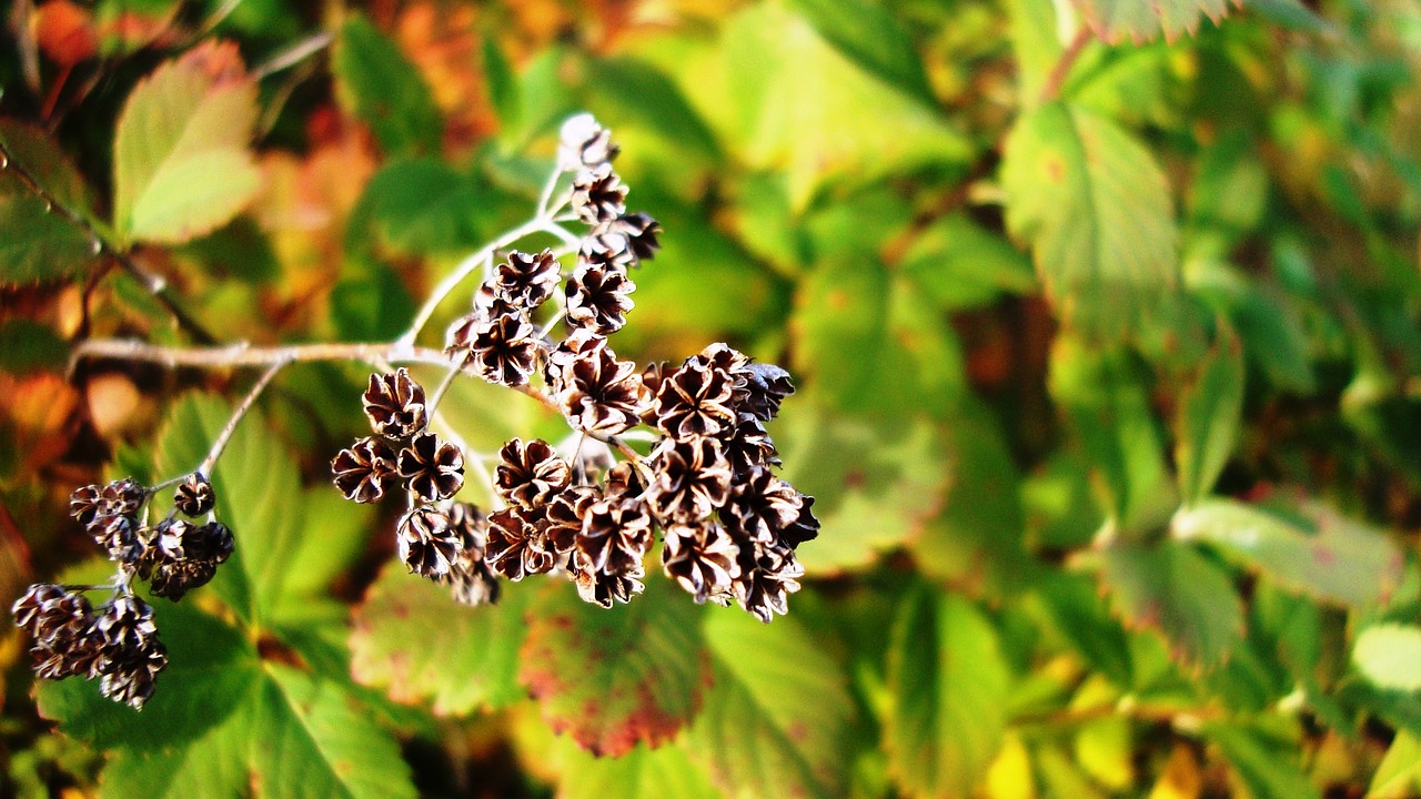 flower  autumn  plant free photo