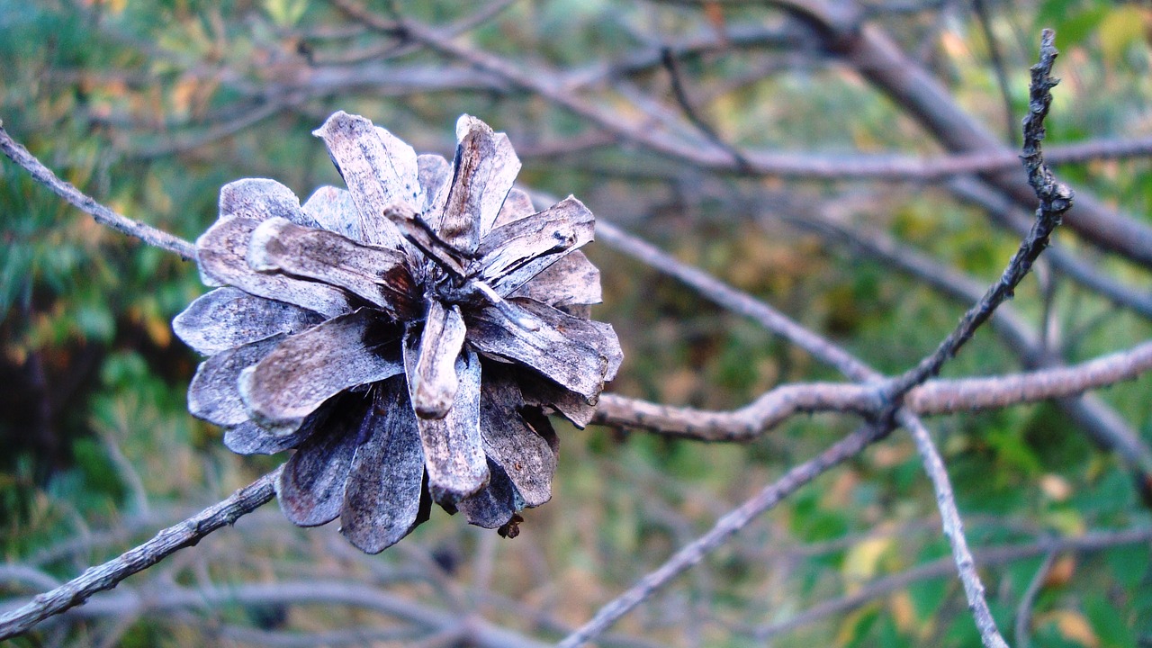 flower  autumn  plant free photo