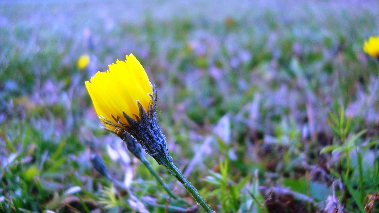 flower  autumn  plant free photo