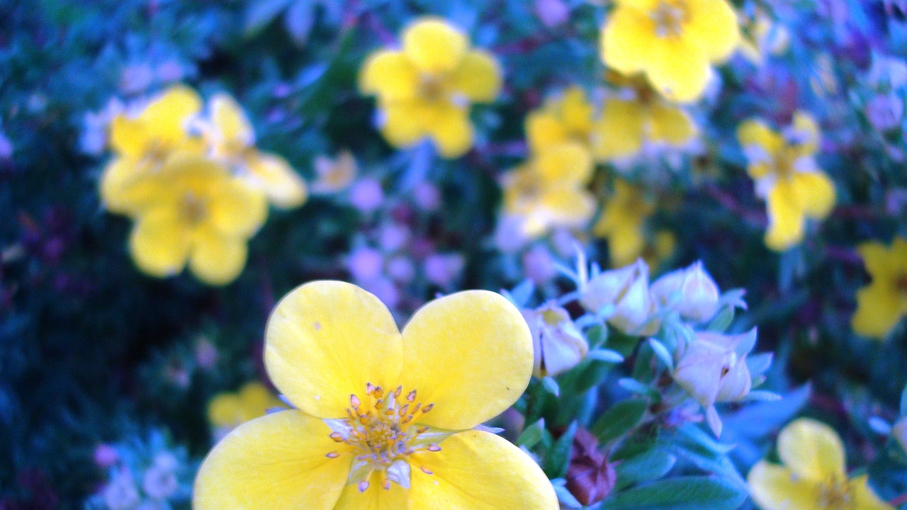 flower  autumn  plant free photo