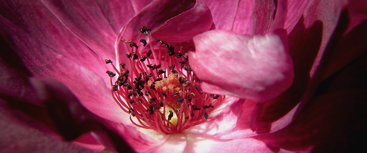 flower  bloom  pink free photo