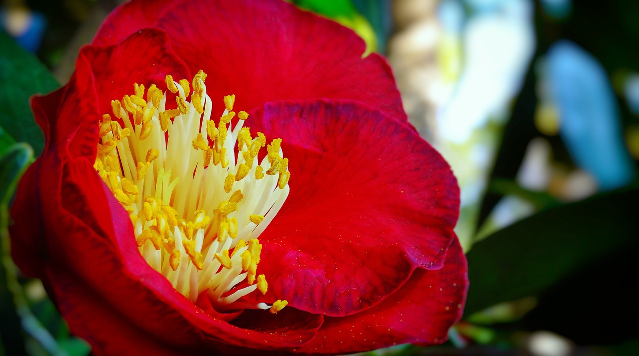 flower  red  carnelian free photo