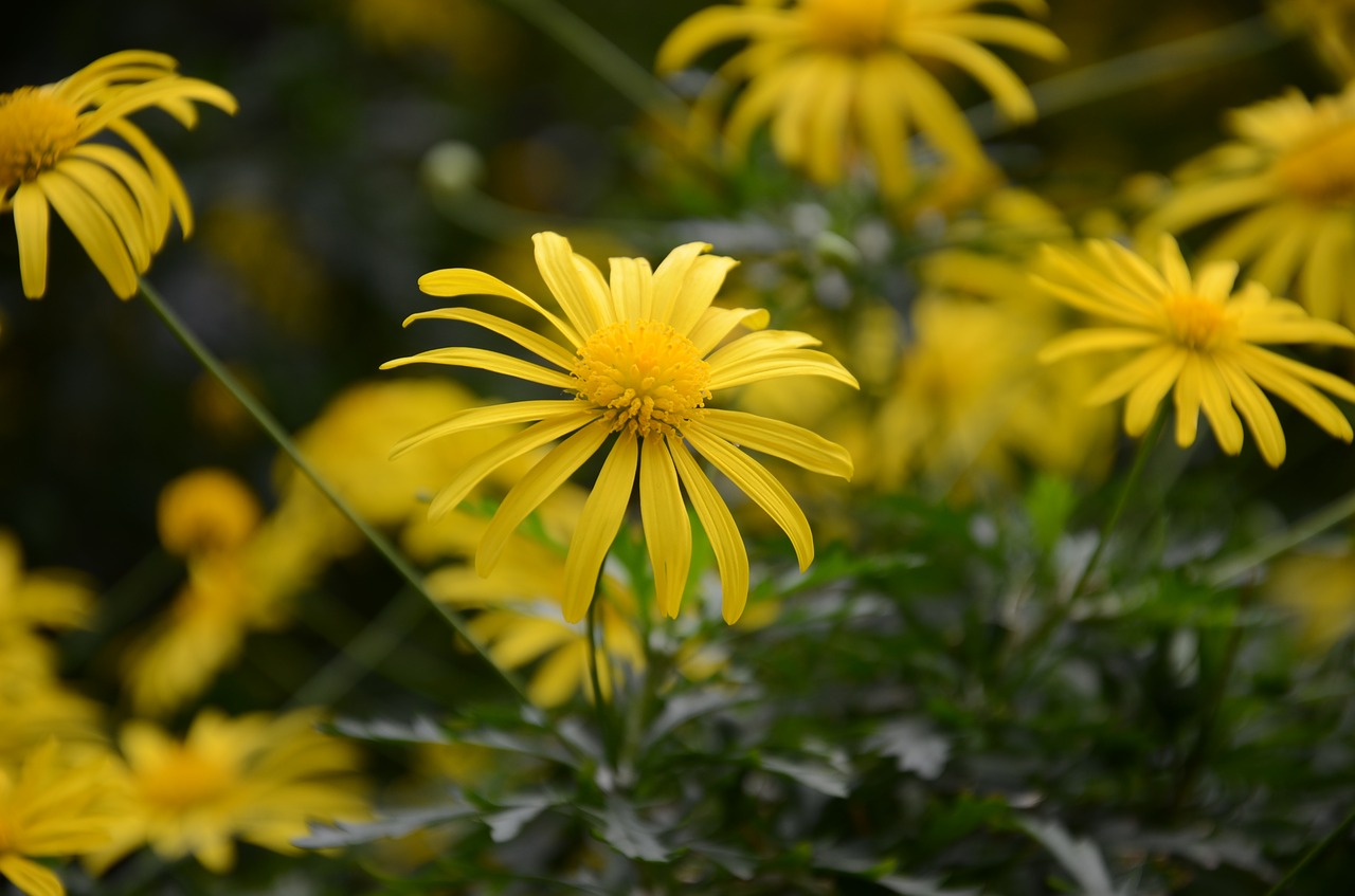 flower  the leaves  spike free photo