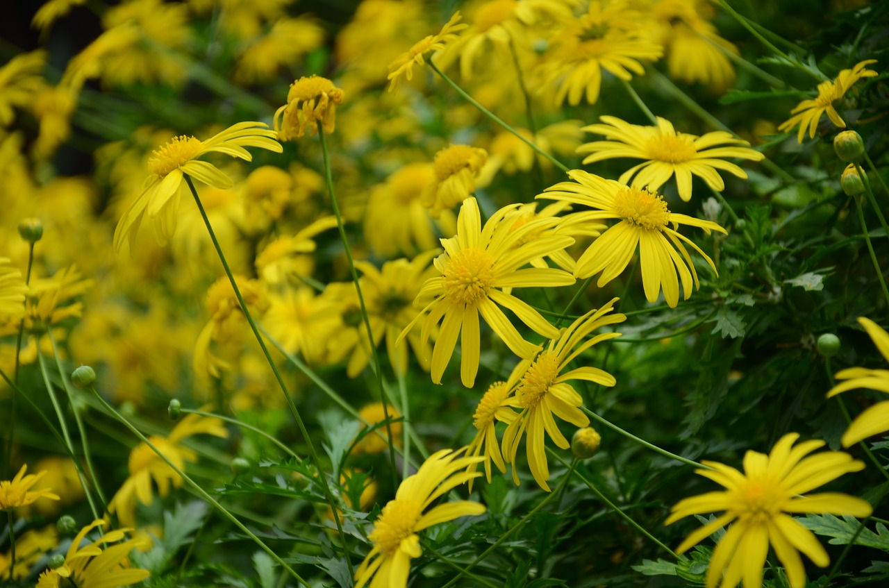 flower  the leaves  spike free photo