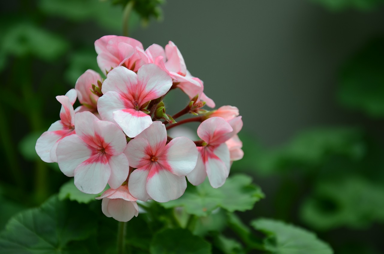 flower  the leaves  spike free photo