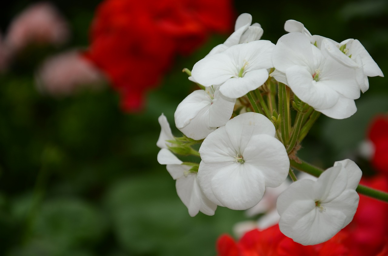 flower  the leaves  spike free photo