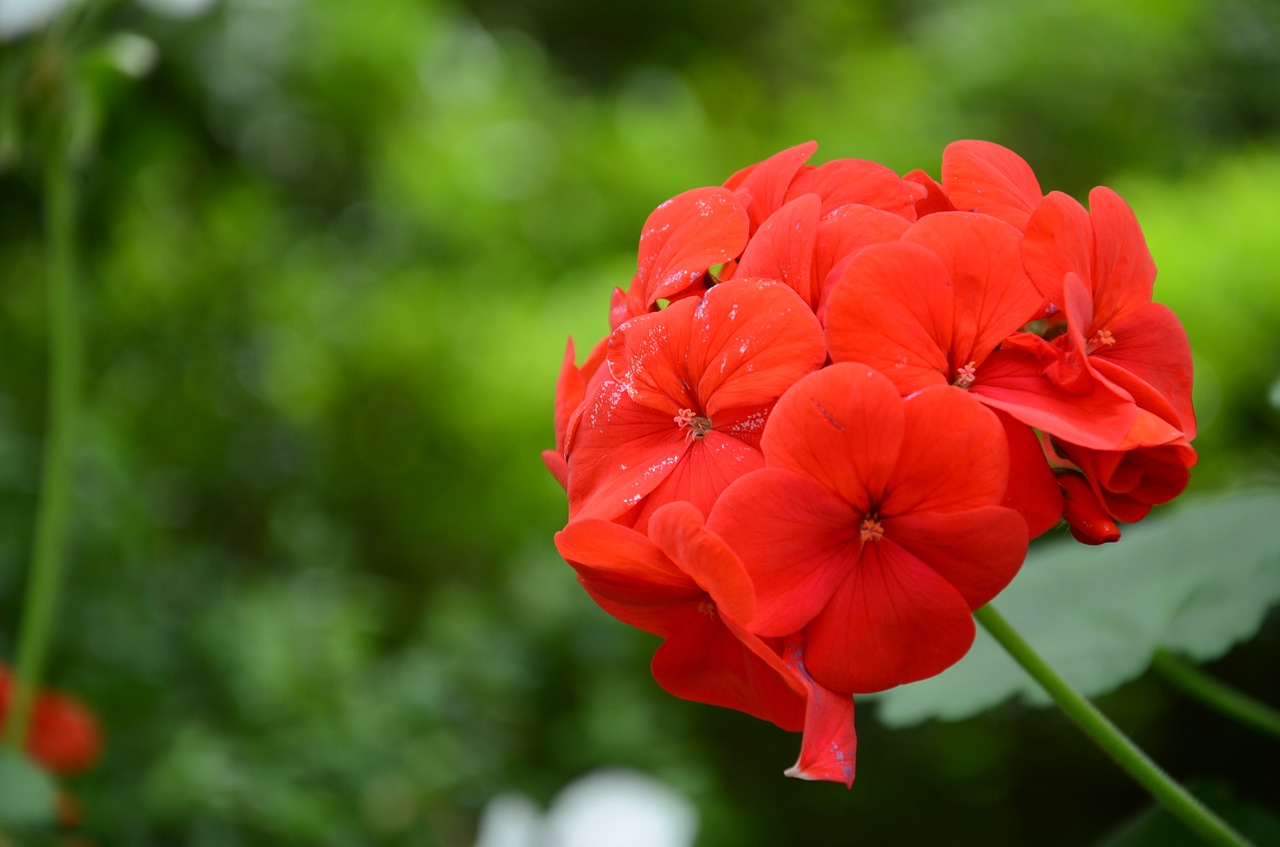 flower  the leaves  spike free photo