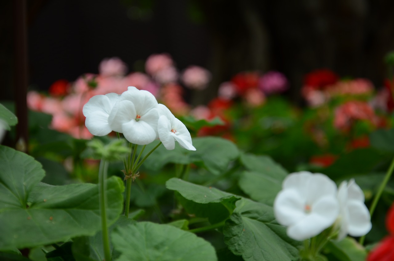 flower  the leaves  spike free photo