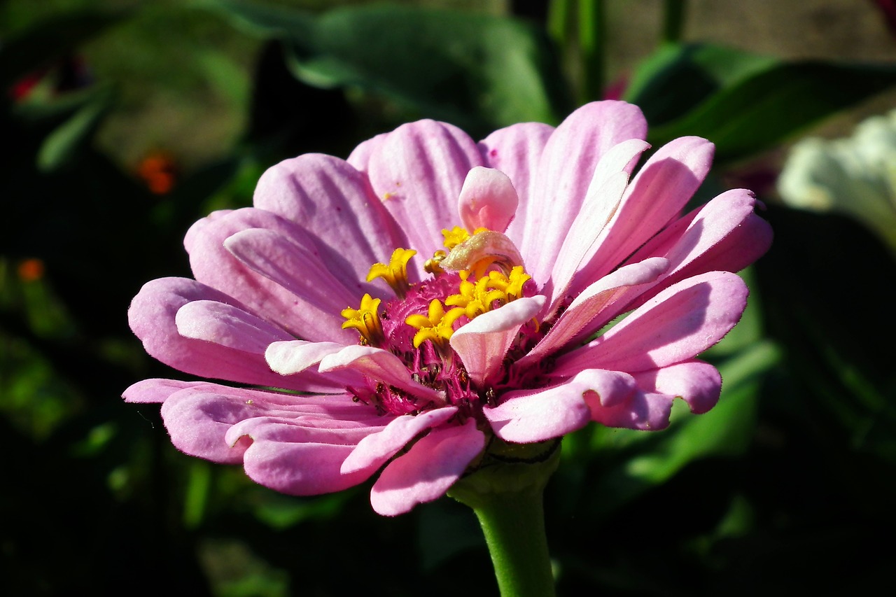 flower  zinnia  pink free photo