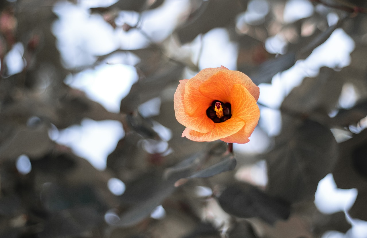 flower  plant  nature free photo