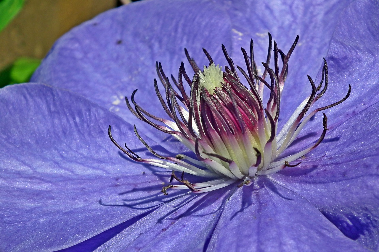 flower  clematis  blue free photo