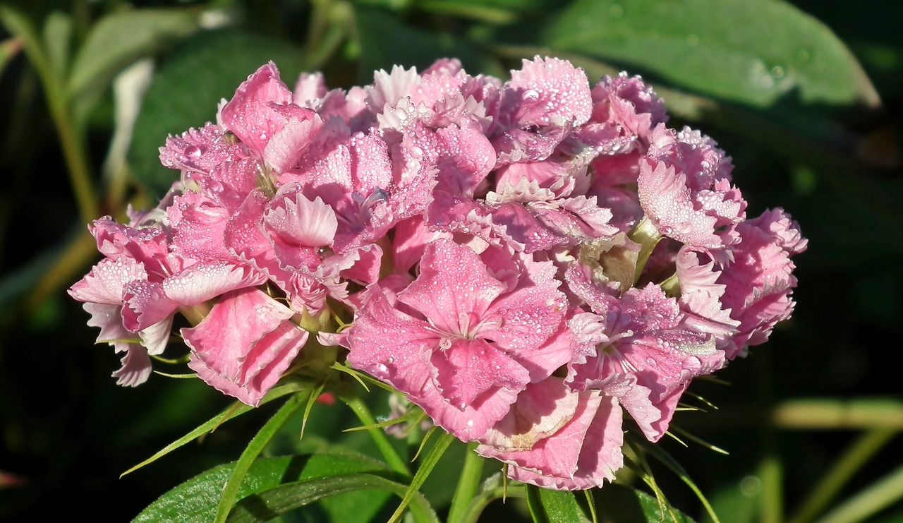 flower  gożdzik stone  pink free photo