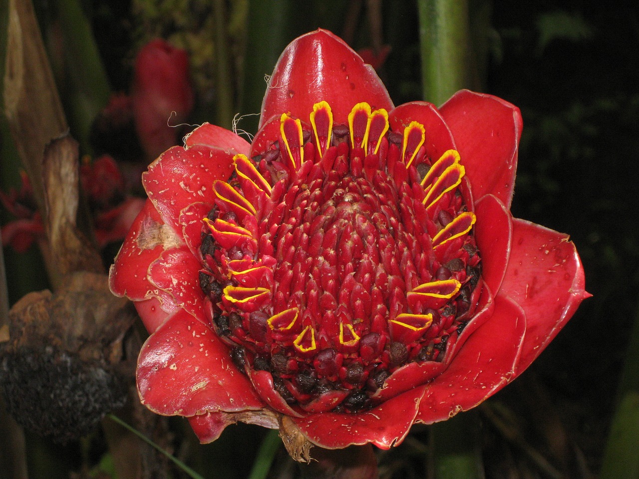 flower  red  close up free photo