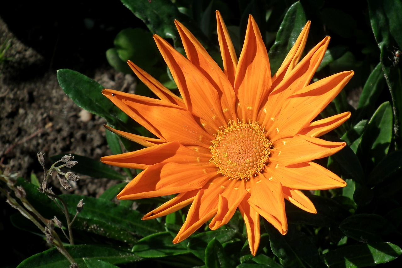 flower  orange  garden free photo