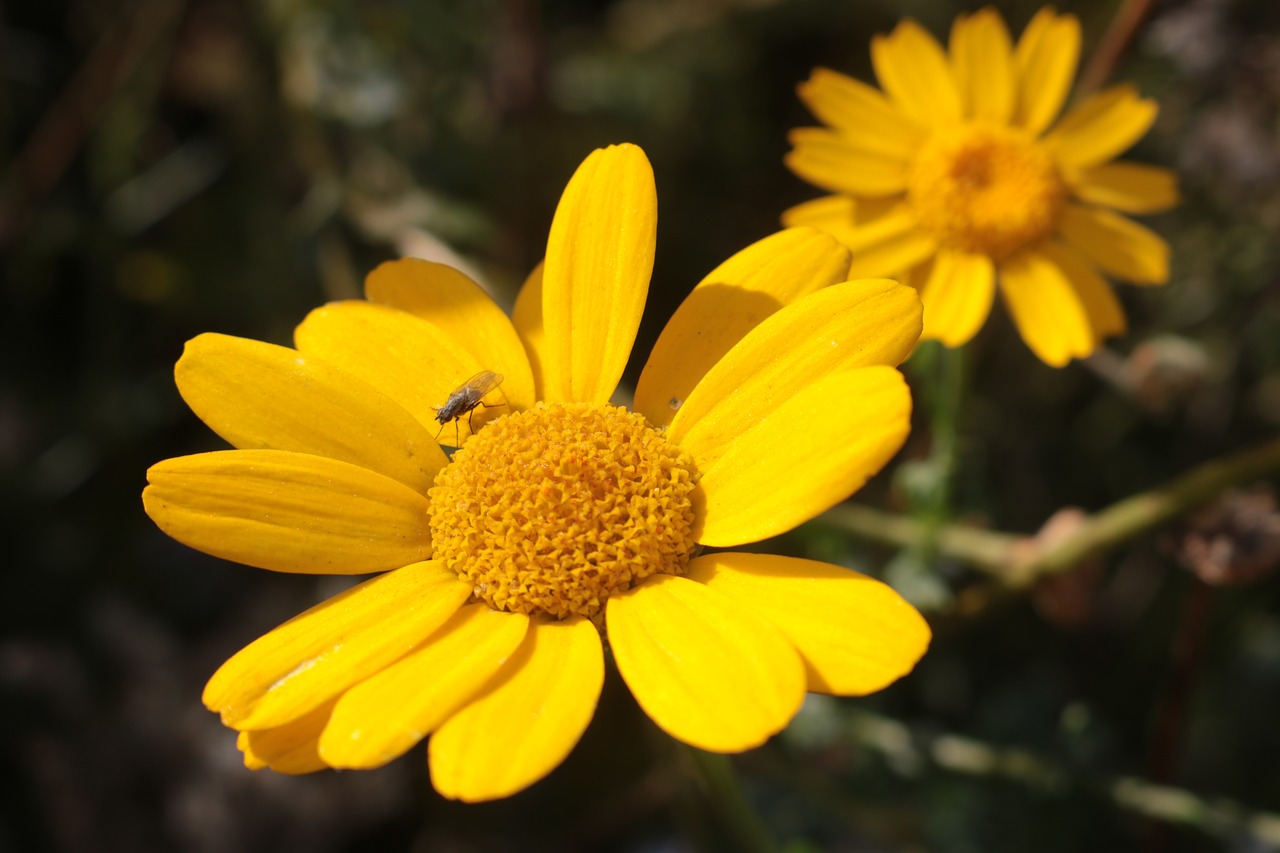 flower  yellow  sun free photo