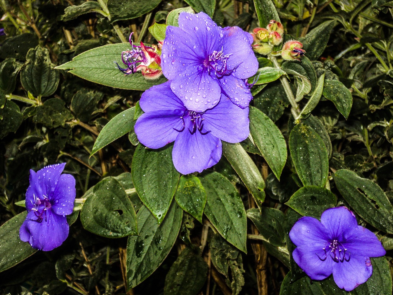 flower lilac plant free photo